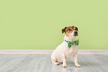 Cute dog with green bowtie near color wall. St. Patrick's Day celebration