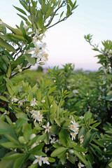 Obraz premium 伊予柑の花