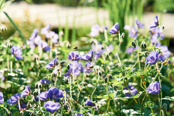 Pretty Geranium sylvaticum enjoy flowering in garden.or common name as wood cranesbill or woodland...