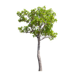 Tree isolated on white background.
