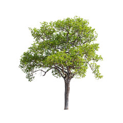 Tree isolated on white background.