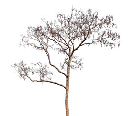 isolated death tree on white background with clipping path