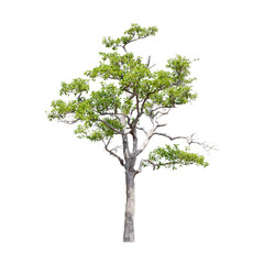Obraz premium Tree isolated on white background.