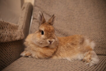 Obraz premium rabbit on the couch