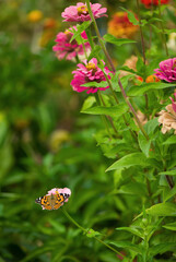 Closed up Butterfly on flower -Blur flower background.