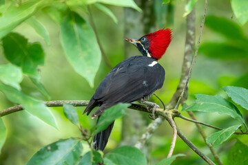 Female Lineated Woodpecker (Dryocopus lineatus) feeding on a palm tree in the pantanal, brazil, south america