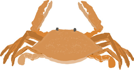 可愛いワタリガニ