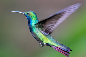 beautiful blue green hummingbird flying over a tropical orange flower kniphofia