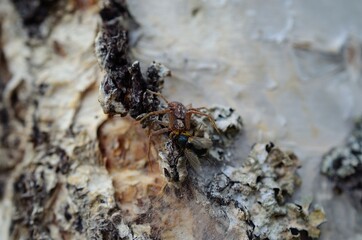 big spider on birch tree caught prey