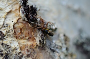 big spider on birch tree caught prey