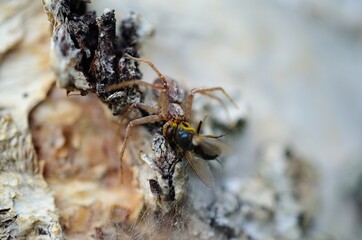 big spider on birch tree caught prey