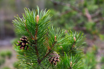 Pine close up, pine cone, branch of a coniferous tree