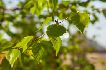 Young spring birch leaves close up