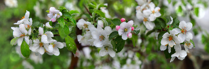 Scenic blooming branches of apple tree, spring background