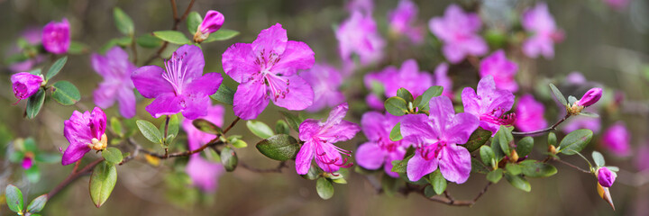 Flowering rhododendron in the mountains, maralnik, Altai, natural background