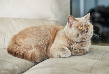 British gray cat is sitting on the couch, close-up