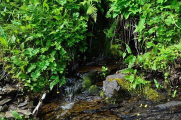 clean and clear serene mountain stream in summer wilderness