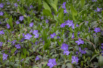 Small violet vinca flowers covering the forest ground. Periwinkle herbaceous plant blooming in spring. Dogbane lush blossom and foliage. Ground cover of tiny wildflowers and leaves.