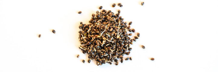 a pile of sprouted food hemp seeds isolated on a white background. banner
