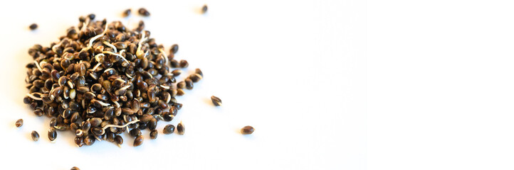 a pile of sprouted food hemp seeds isolated on a white background. banner