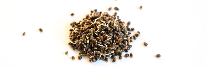 a pile of sprouted food hemp seeds isolated on a white background. banner