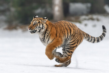 Tiger in wild winter nature, running in the snow. Action wildlife scene with dangerous animal. Cold winter in taiga, Russia. Snowflakes with beautiful Siberian tiger, Panthera tigris altaica
