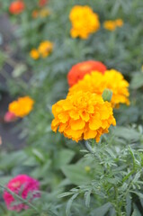 orange flowers in the garden