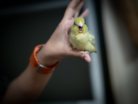 Portrait of little forpus bird the smallest parrot in the world  