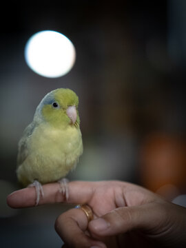 Portrait of little forpus bird the smallest parrot in the world  