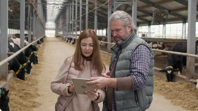 Slowmo tracking of beautiful woman and middle-aged man with grey hair and beard looking at tablet and pointing at cows eating hay in feedlots at dairy farm
