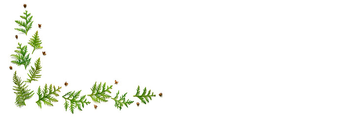 frame of twigs of thuja and tiny cones isolated on a white background. Christmas card concept. space for text. banner