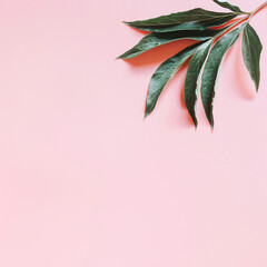 one peony leaf green color isolated on pale pink background. flat lay, top view, space for text. square