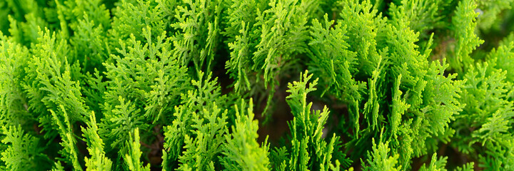 Background of closeup beautiful green christmas leaves of Thuja trees. Thuja occidentalis is an evergreen coniferous tree. banner