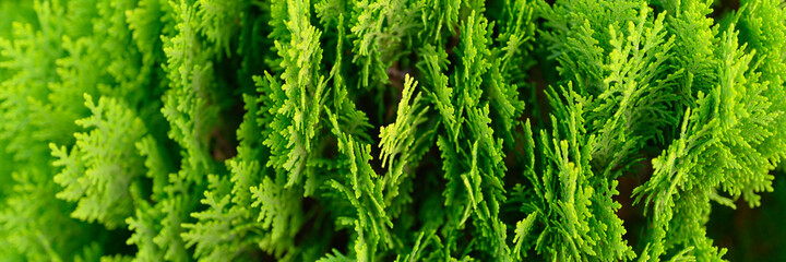 Background of closeup beautiful green christmas leaves of Thuja trees. Thuja occidentalis is an evergreen coniferous tree. banner