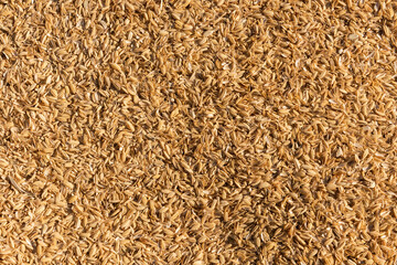 Rice husk after being threshed in field.