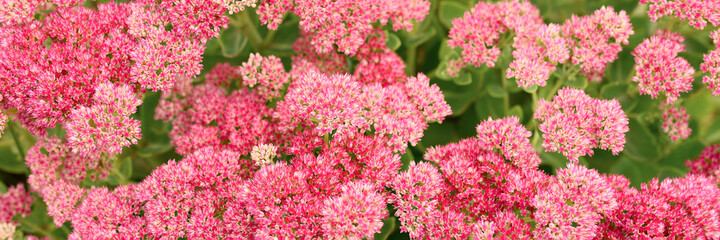 background of pink blooming flowers. Sedum telephium. banner