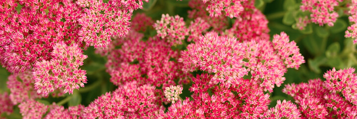 background of pink blooming flowers. Sedum telephium. banner