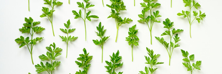 fresh organic parsley leaves arranged in a row on a white background. banner