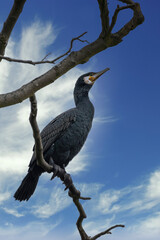 A great black cormorant sitting on a tree at the Mönchbruch natural reserve next to Frankfurt, Germany at a sunny day in winter.