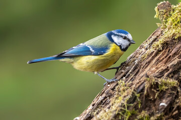 Fototapeta premium Blue tit at a feeding place at the Mönchbruch pond in a natural reserve in Hesse Germany. Looking for food in winter time.