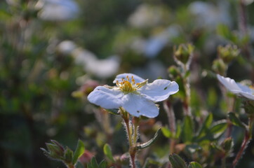 bee on a flower