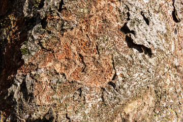Japanese old tree Zelkova Serrata with  reddish tone trunk.