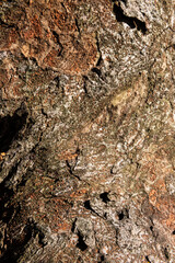 Japanese old tree Zelkova Serrata with with reddish bark tone.
