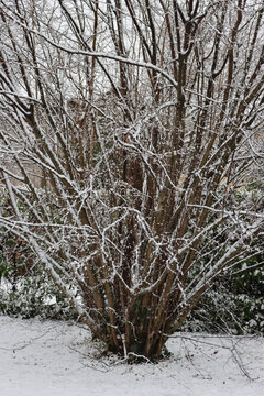 Hazel tree covered bby snow on winter season. Corylus avellana in the garden