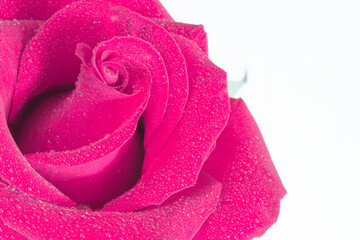 Pink rose flower isolated on white background.