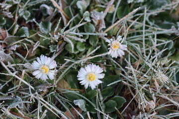 Frost on yellow and white Common daisy flower. Bellis perennis plant in winter 
