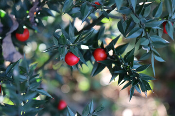 Butcher's Broom bush with ripe red berries on a sunny day. Ruscus aculeatus shrub in the forest 