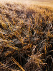 golden wheat field