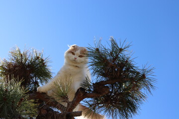 木登りする猫、快晴のお散歩