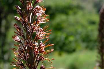 Flowering Eremurus in Chimgan mountains in Uzbekistan